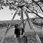 Monschein Weingut Bed & Breakfast