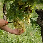 Monschein Weingut 4* Straden
