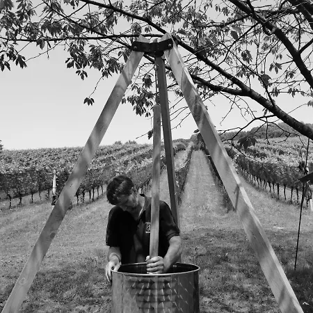 Monschein Weingut Bed & Breakfast