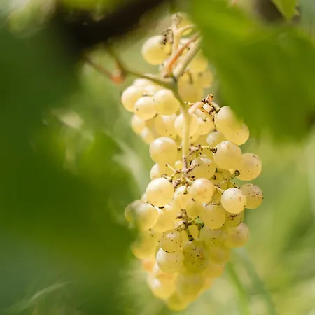 Oda ve Kahvaltı Monschein Weingut 4*