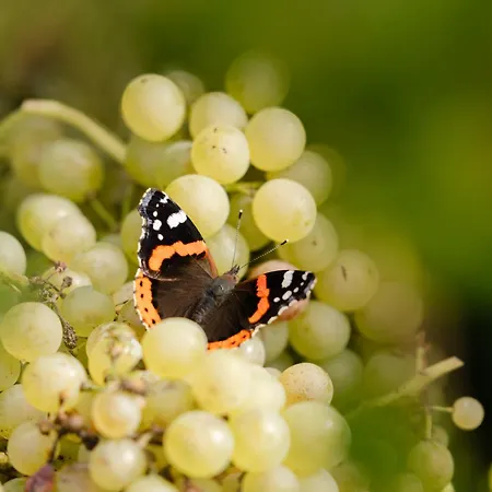 Monschein Weingut
