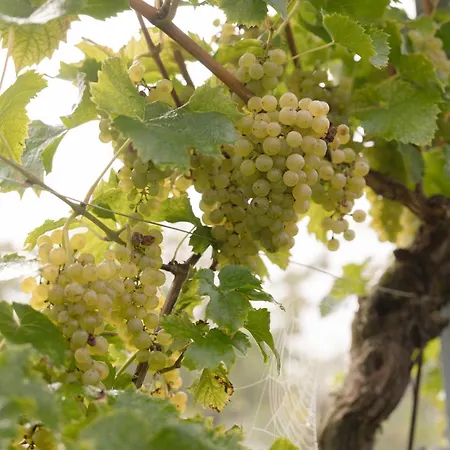 Monschein Weingut Bed & Breakfast *