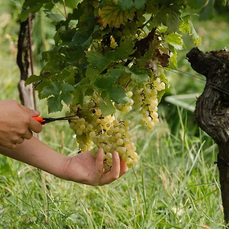 Monschein Weingut 4* Straden