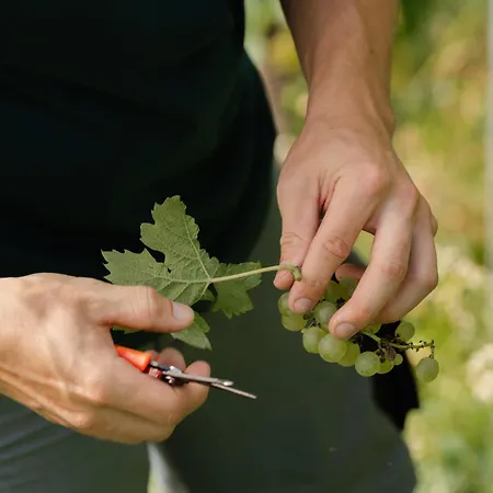 Monschein Weingut Straden