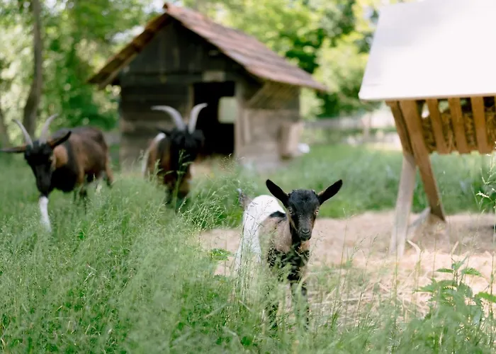 Monschein Weingut B&B 4*