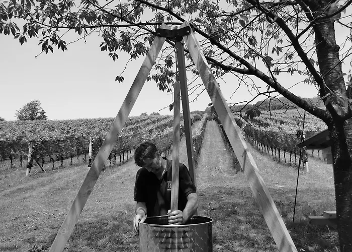 Monschein Weingut B&B