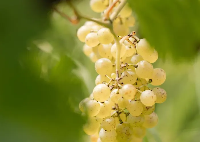 B&B Monschein Weingut 4*