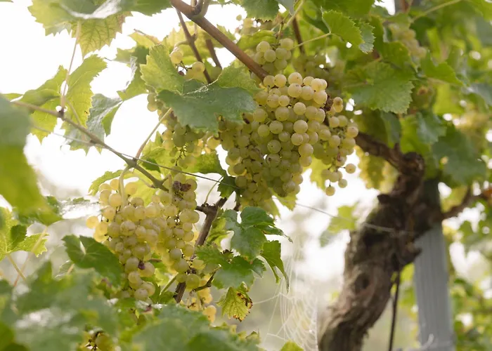 Monschein Bioweinhof Frühstückspension 4*