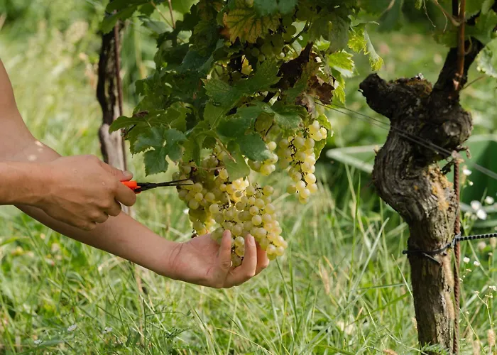 Monschein Bioweinhof 4* Straden