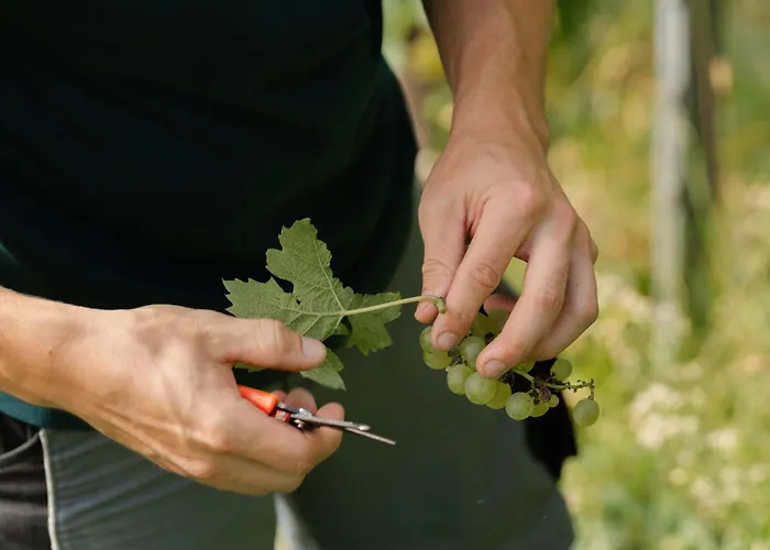 Monschein Weingut Straden